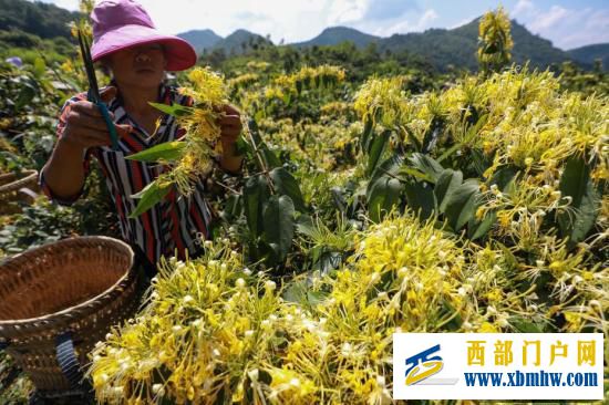 贵州绥阳金银花开迎丰收(图1)