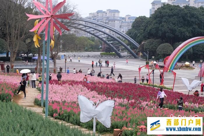 广西柳州：“龙头花”盛放 民众沉浸粉色“海洋”(图6)