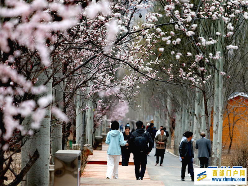 春有约 花不误 共赴拉面之乡的杏花之旅(图3) 春有约 花不误 共赴拉面之乡的杏花之旅(图3)