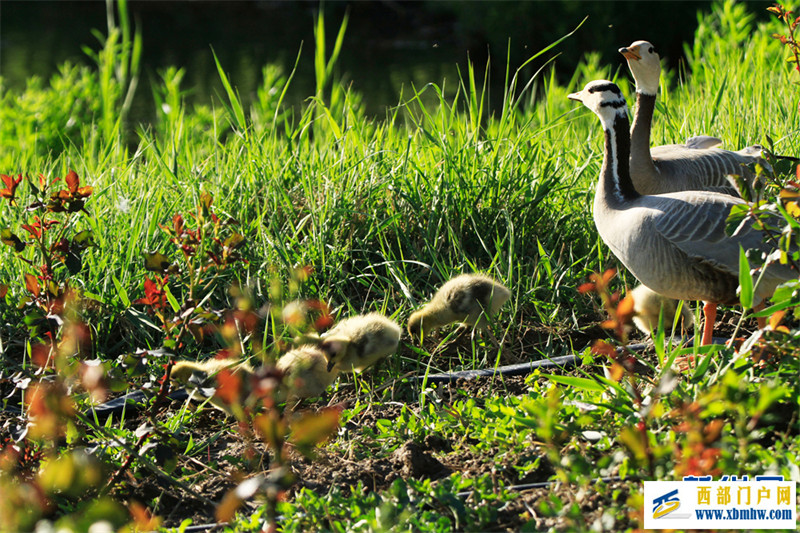 甘肃张掖：斑头雁一家觅食忙(图4)