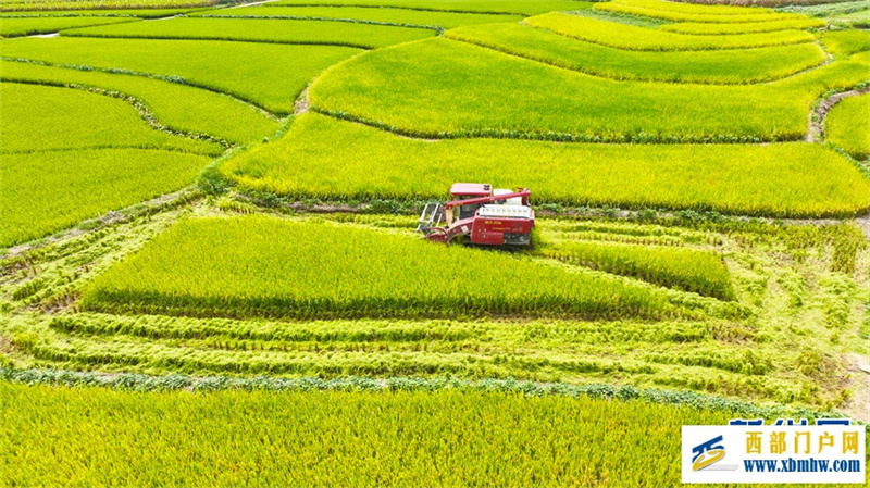 重庆永川：早稻飘香好“丰”光(图4)