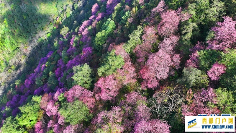 云南施甸：冬樱绽放美如画(图5)