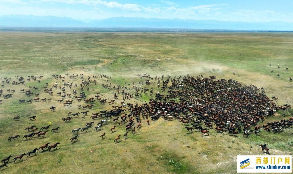 盛夏时节 在新疆昭苏领略万马奔腾(图1)