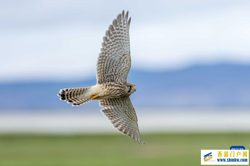 辉煌60载 魅力新西藏｜玛旁雍错湿地展现盛夏生命力(图5)