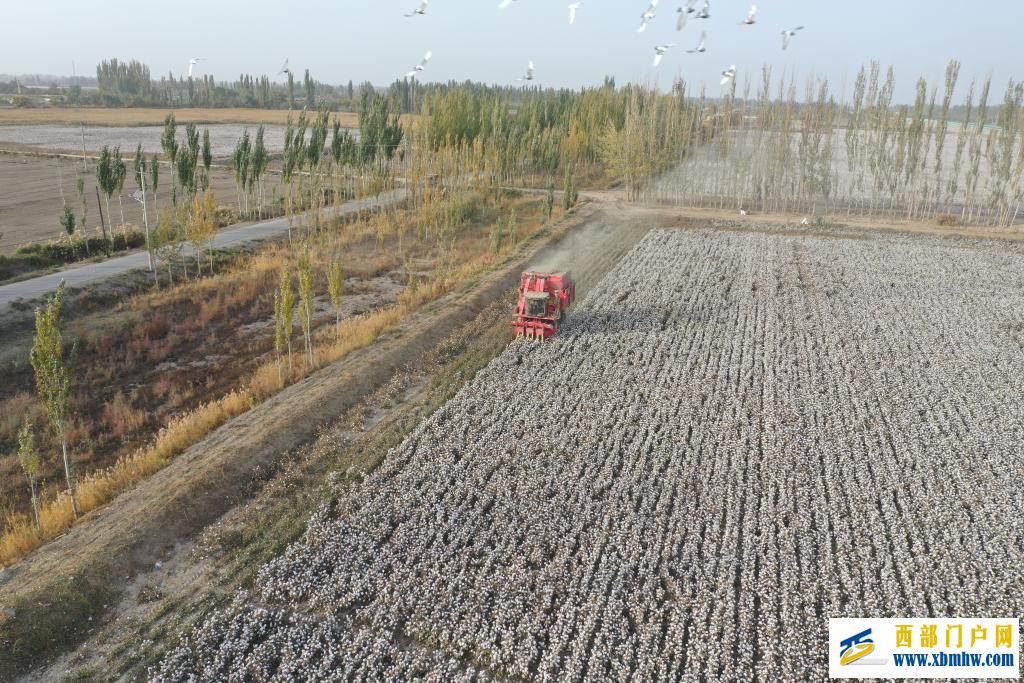 科技赋能丰收——新疆棉花采收一线见闻(图2)