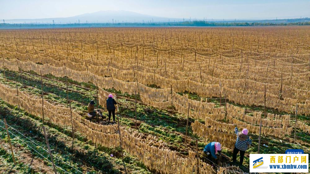 宁夏红寺堡萝卜丰收(图3)