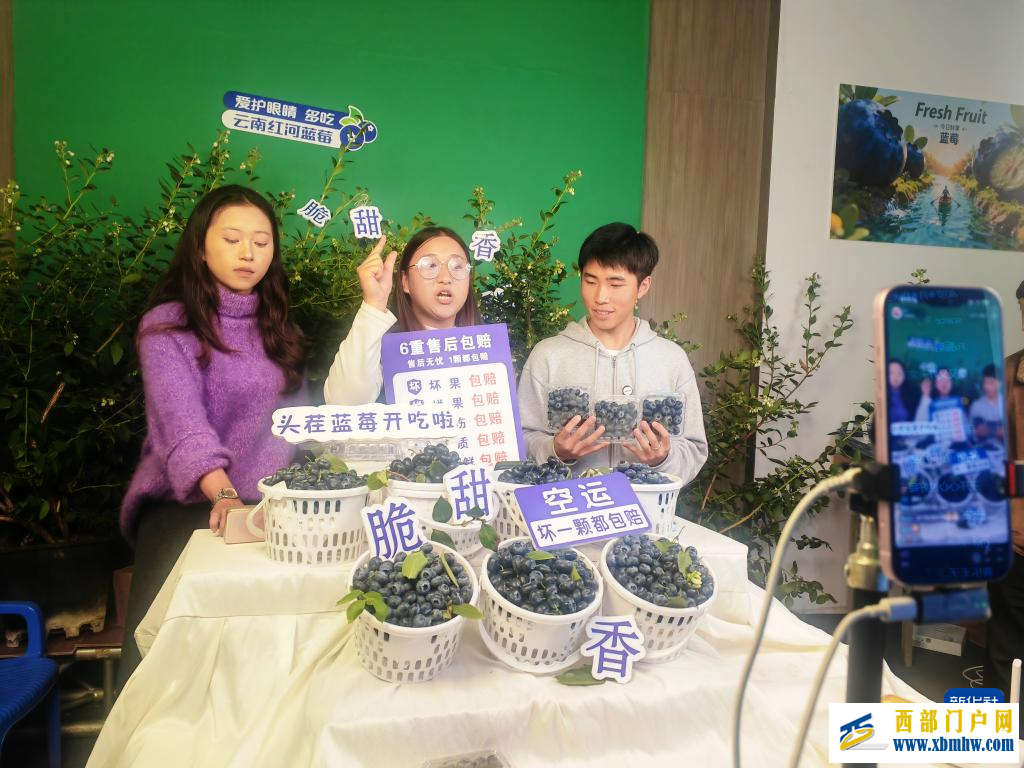 云南蓝莓实现重点地区“次日达”