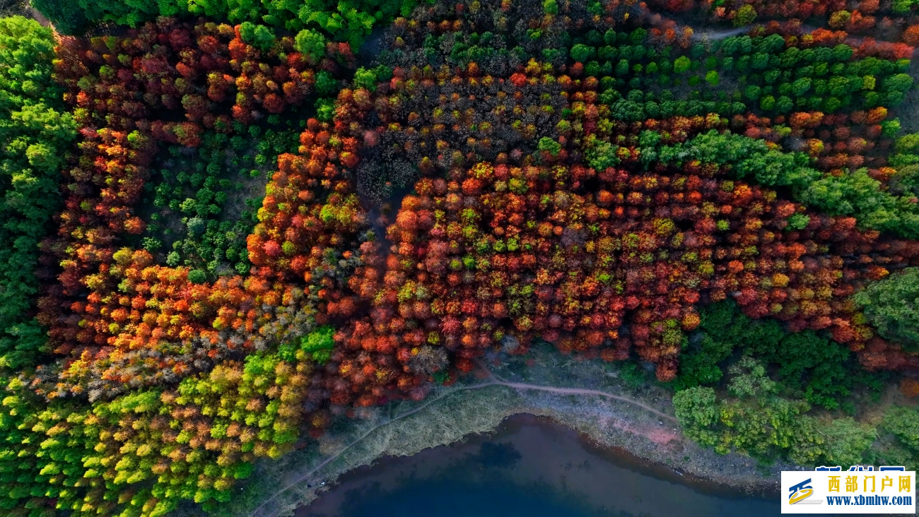 冬日抚仙湖：红杉灼灼 碧水悠悠