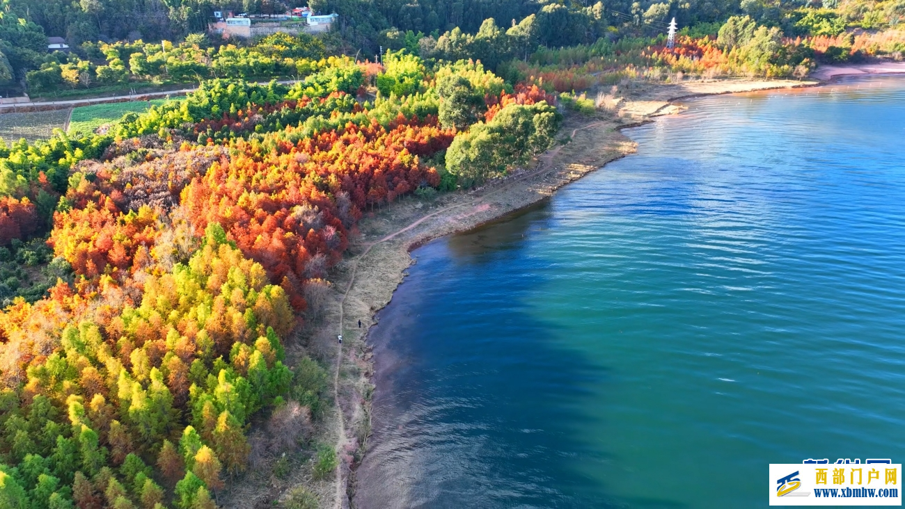 冬日抚仙湖：红杉灼灼 碧水悠悠(图4)