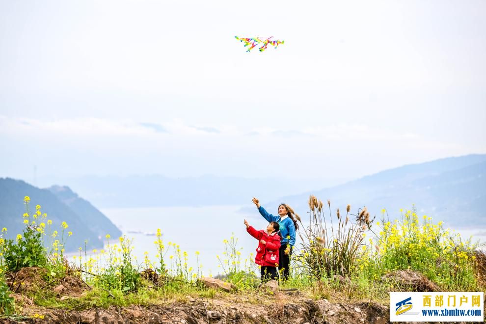 重庆丰都：油菜花开长江岸