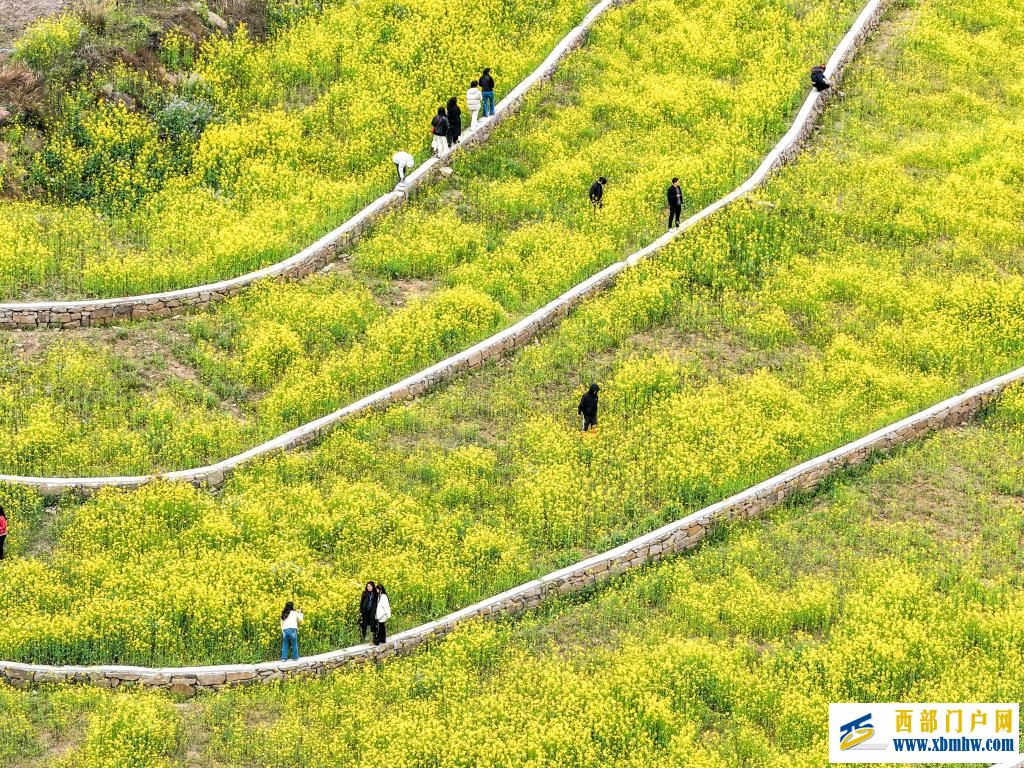 重庆丰都：油菜花开长江岸(图4)