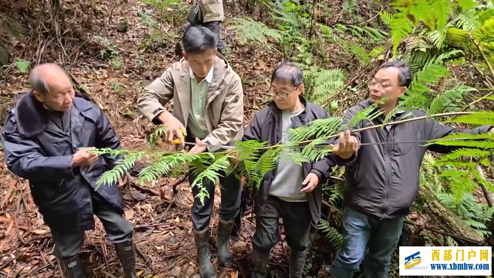 广西融安发现密集桫椤天然种群 曾是“恐龙口粮”