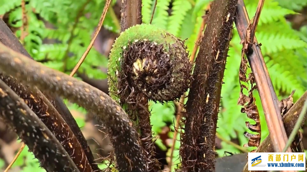 广西融安发现密集桫椤天然种群 曾是“恐龙口粮”(图2)