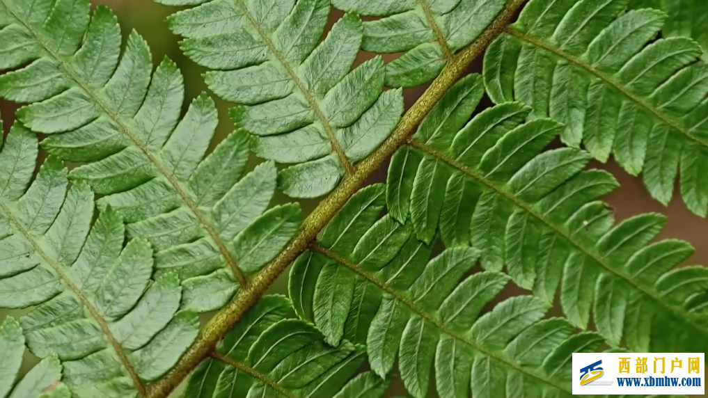 广西融安发现密集桫椤天然种群 曾是“恐龙口粮”(图3)