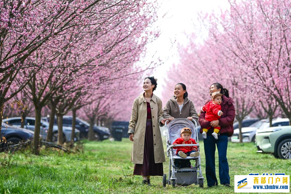 西安鄠邑：春日赏梅正当时(图2)