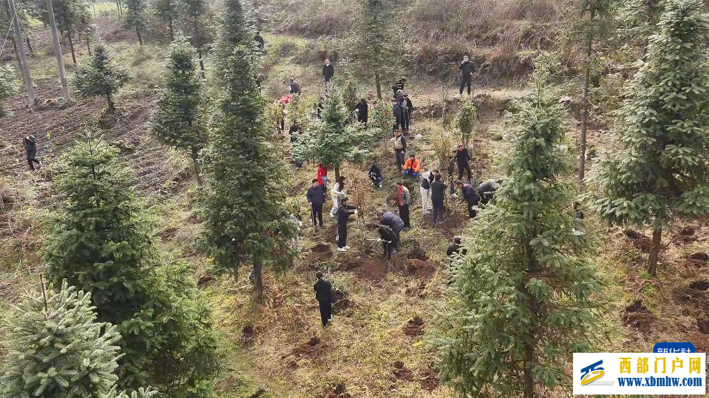 云南多地开展植树活动