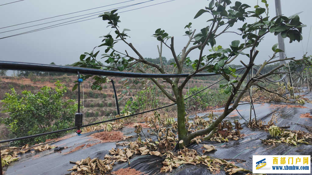 广西“果”然好| 提品质 延链条 强品牌——容县沙田柚的产业振兴密码(图3)