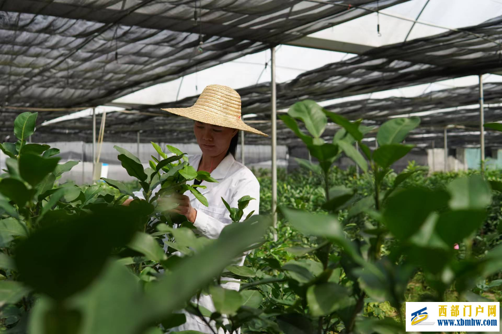 广西“果”然好| 提品质 延链条 强品牌——容县沙田柚的产业振兴密码