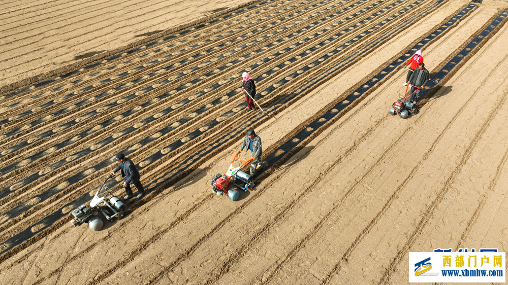 甘肃张掖：制种玉米基地“穿衣”保墒