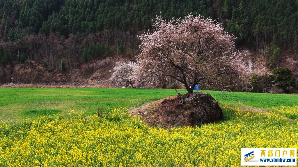 西藏白普隆沟：在漫天风雪中追寻春天