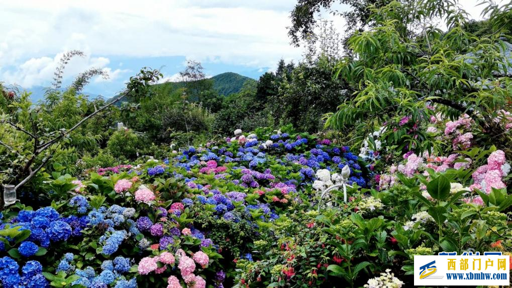 云南凤庆：绣球花盛放 邂逅山野浪漫